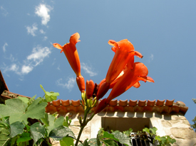 chambre-hotes-mas-can-prim-fleur